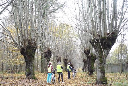 Wyszomierz, aleja cmentarna