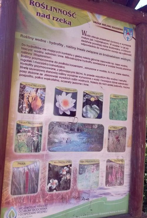 tablica - roślinność nad rzeką w Maszewie
