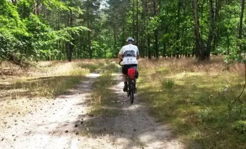 droga leśna